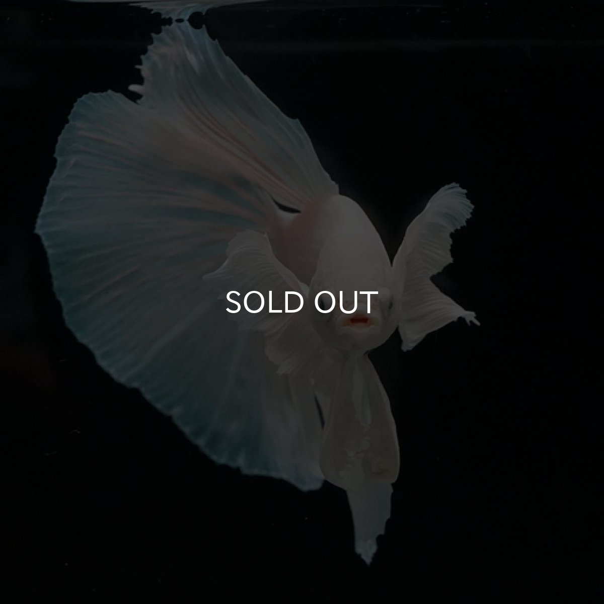 画像6: HM ホワイト ダンボ (6)