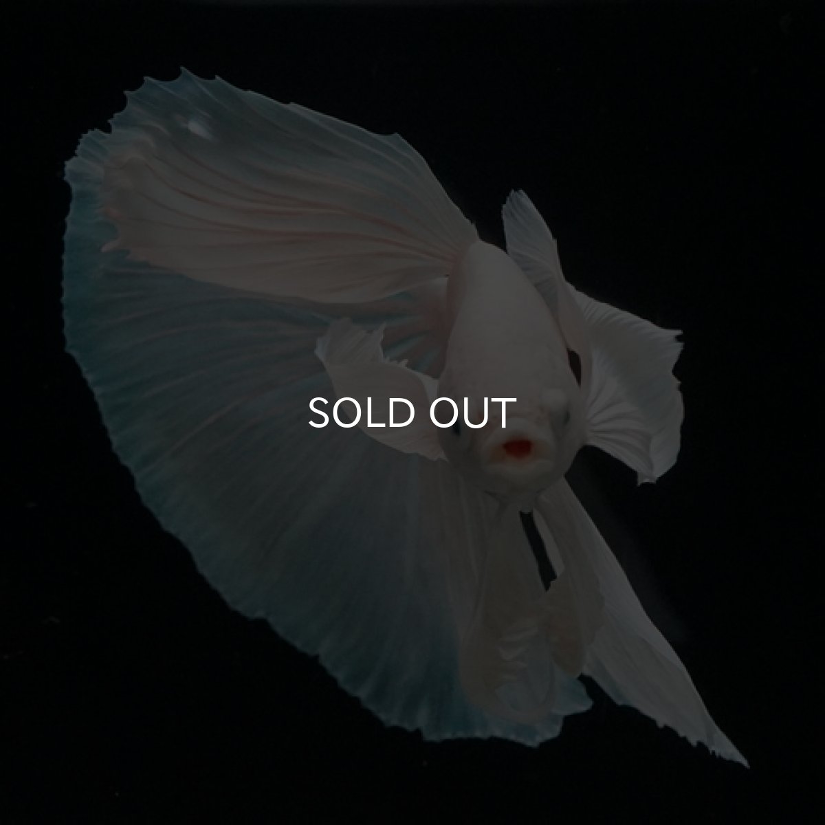 画像5: HM ホワイト ダンボ (5)