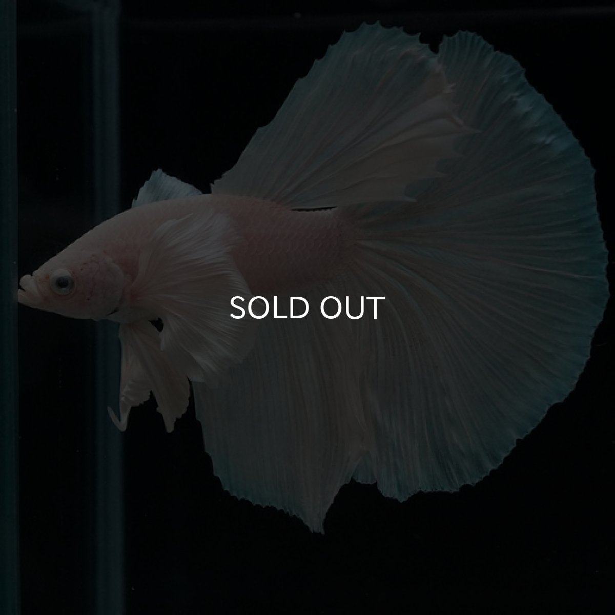 画像4: HM ホワイト ダンボ (4)