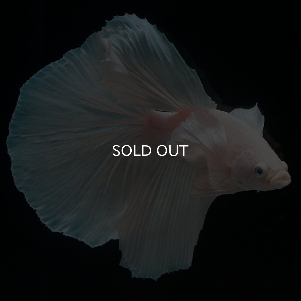 画像3: HM ホワイト ダンボ (3)