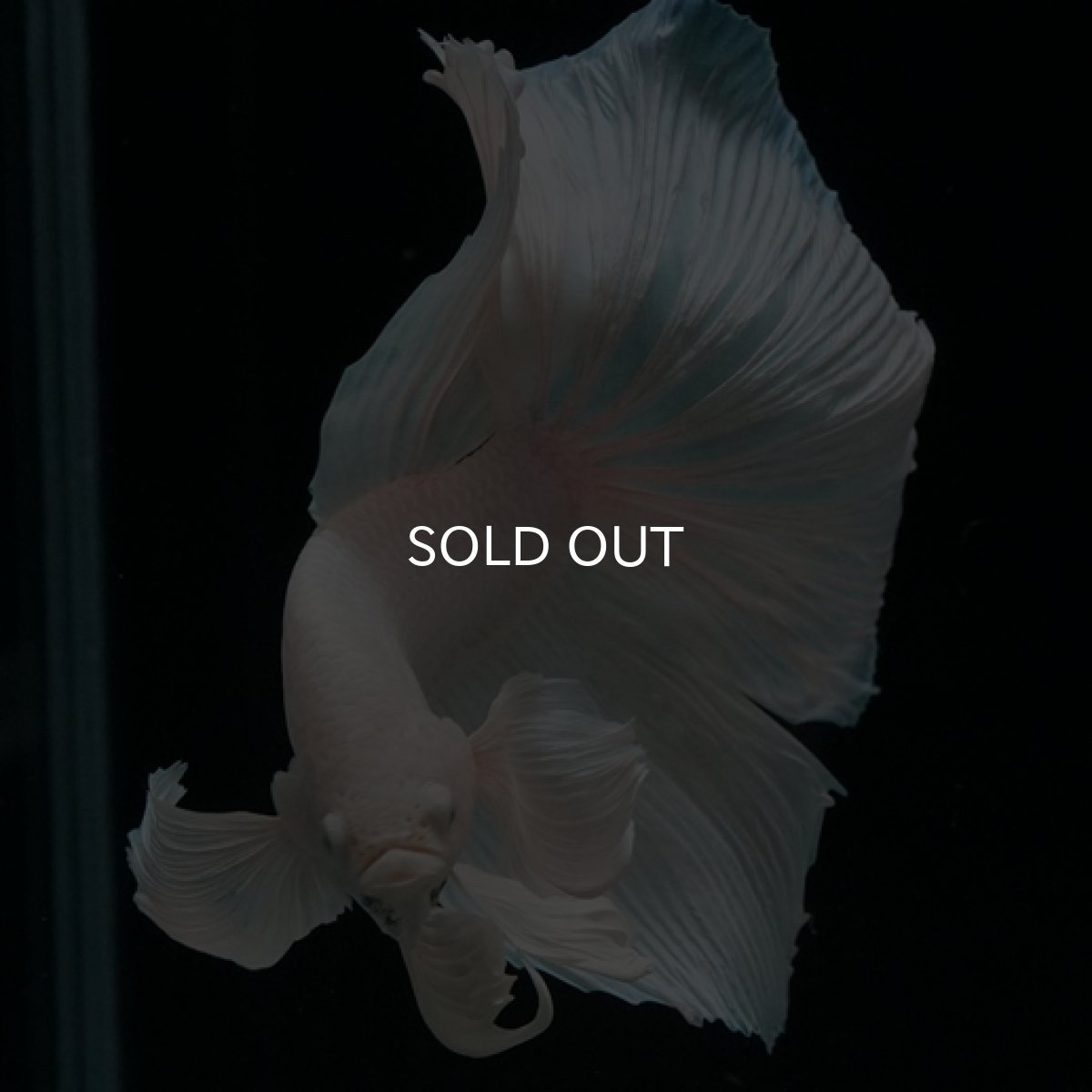 画像2: HM ホワイト ダンボ (2)