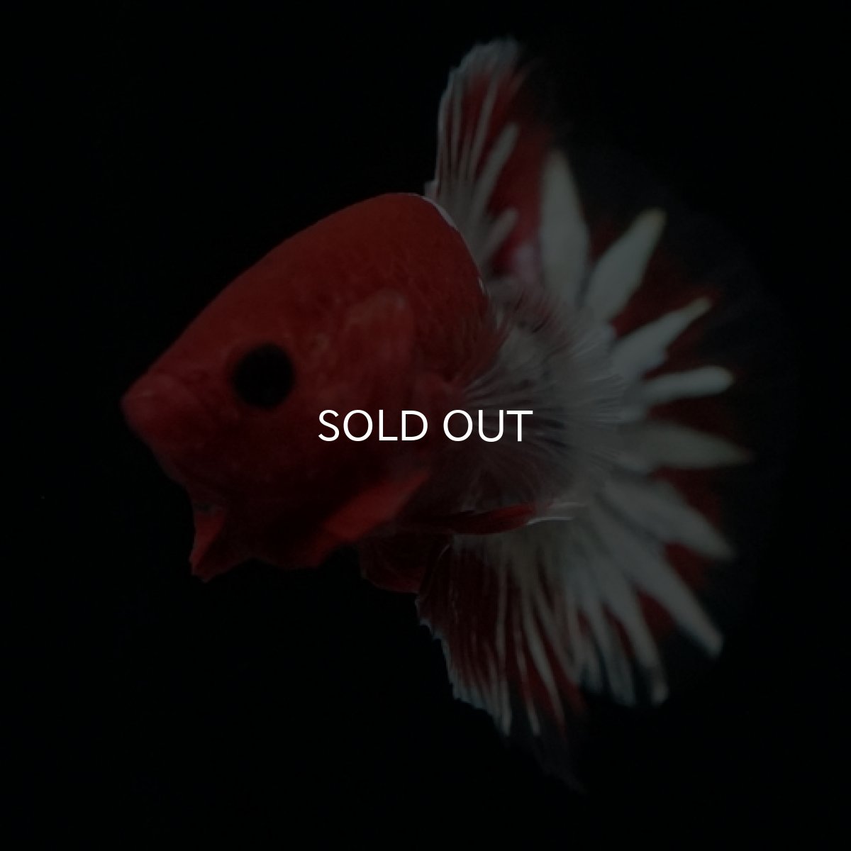 画像11: HMPK　ヘルボーイホワイトスケール　 (11)