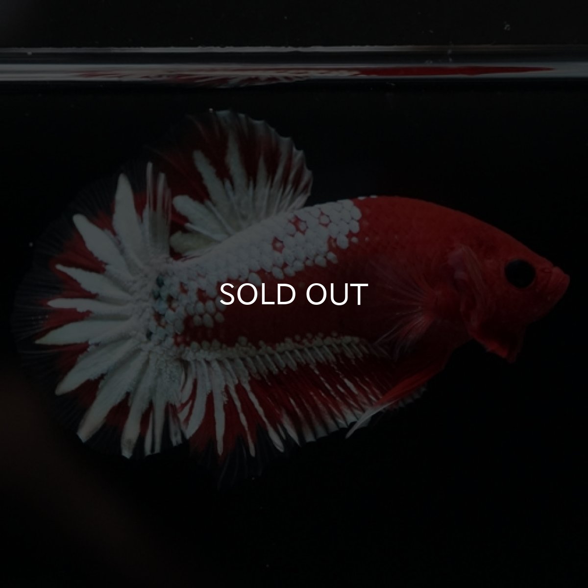 画像10: HMPK　ヘルボーイホワイトスケール　 (10)