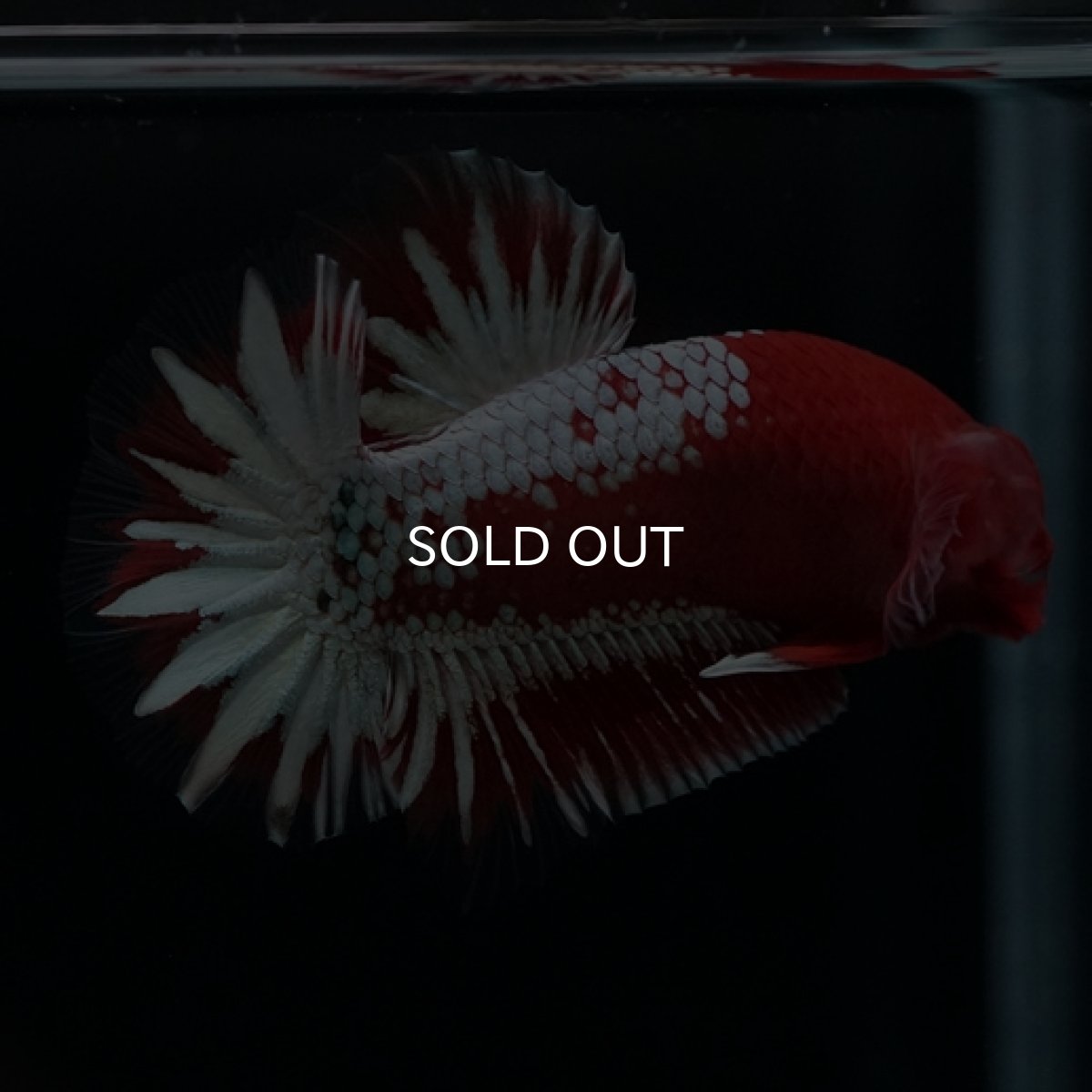 画像9: HMPK　ヘルボーイホワイトスケール　 (9)