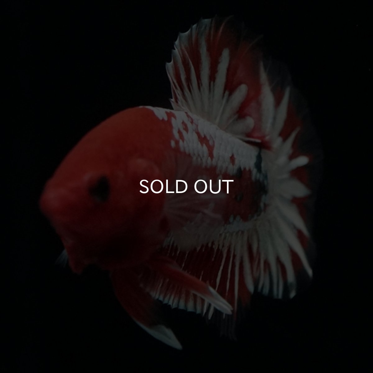 画像5: HMPK　ヘルボーイホワイトスケール　 (5)