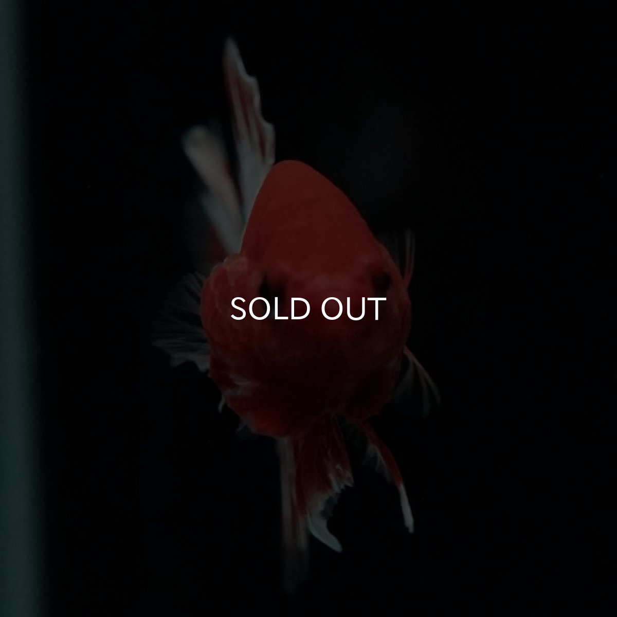 画像2: HMPK　ヘルボーイホワイトスケール　 (2)