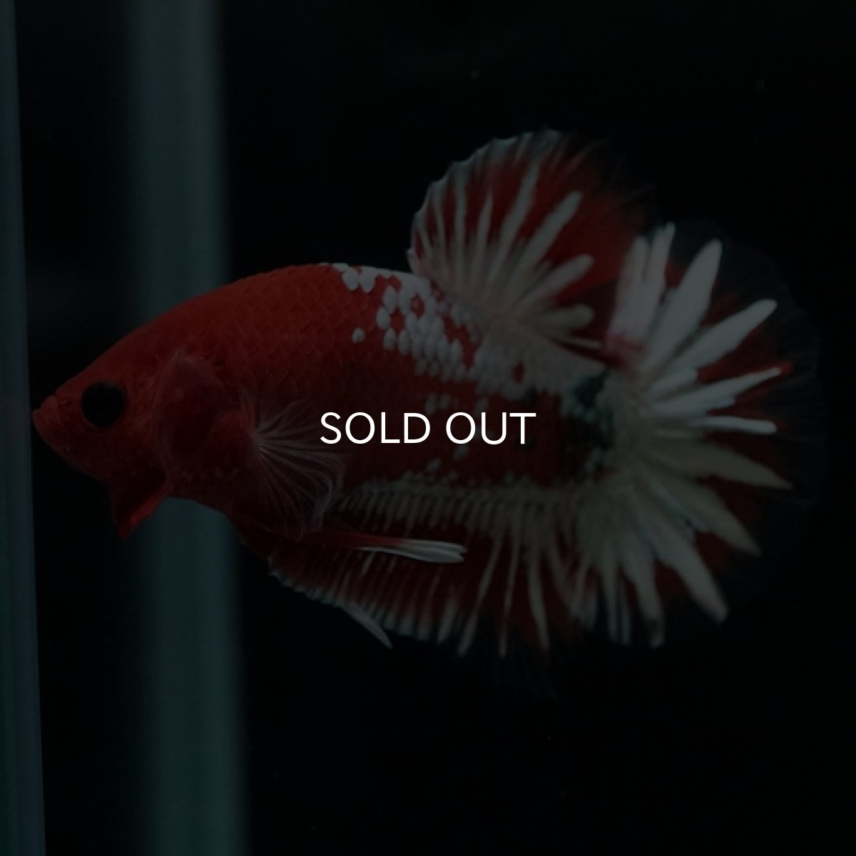 画像8: HMPK　ヘルボーイホワイトスケール　 (8)