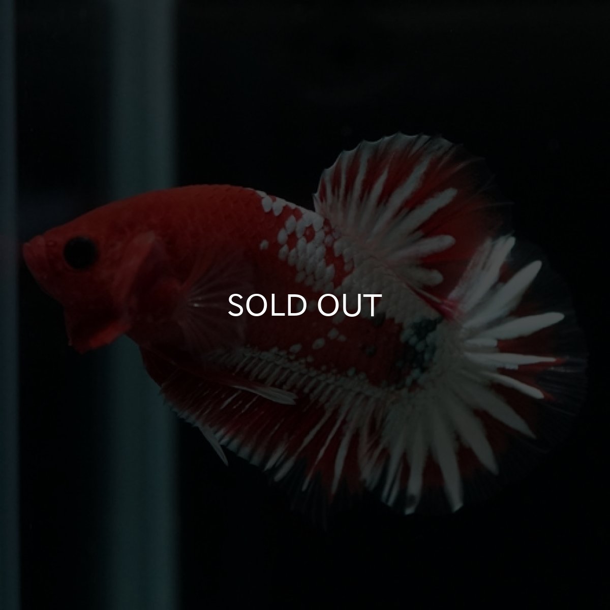 画像7: HMPK　ヘルボーイホワイトスケール　 (7)