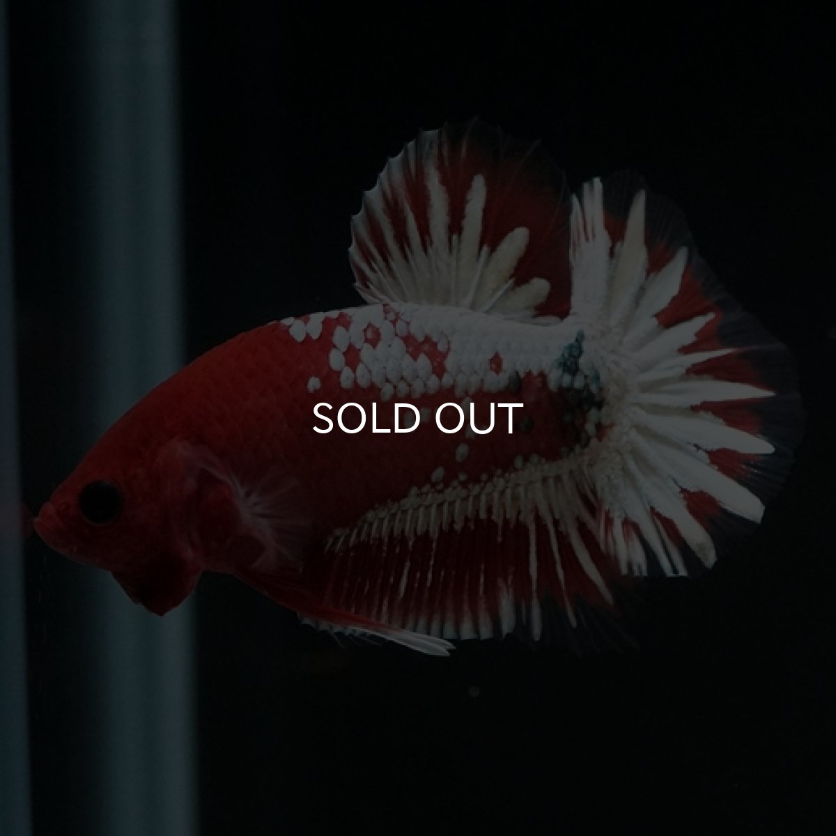 画像3: HMPK　ヘルボーイホワイトスケール　 (3)