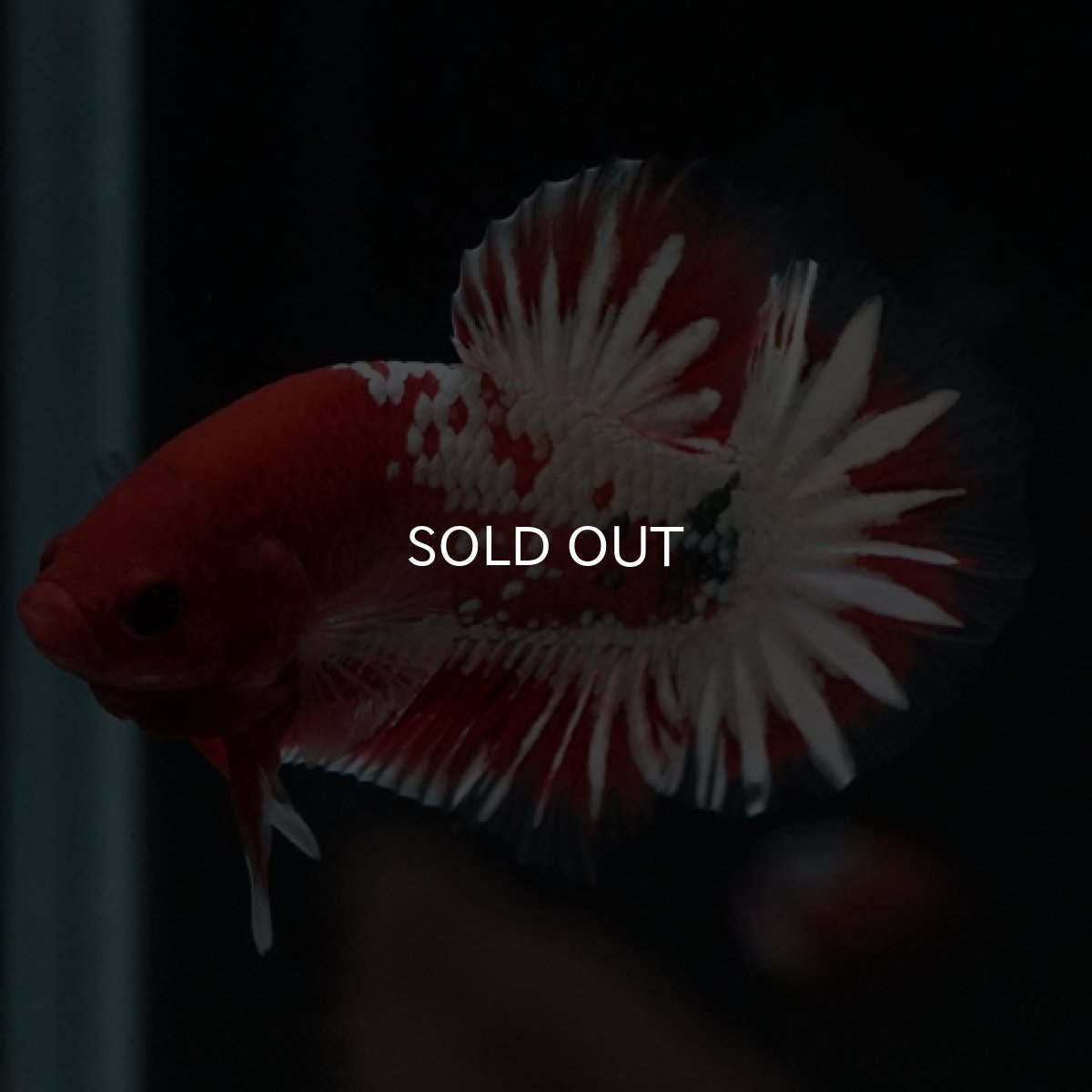 画像6: HMPK　ヘルボーイホワイトスケール　 (6)