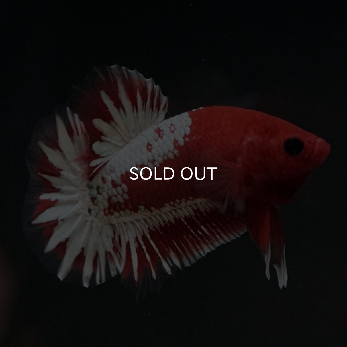 画像4: HMPK　ヘルボーイホワイトスケール　 (4)