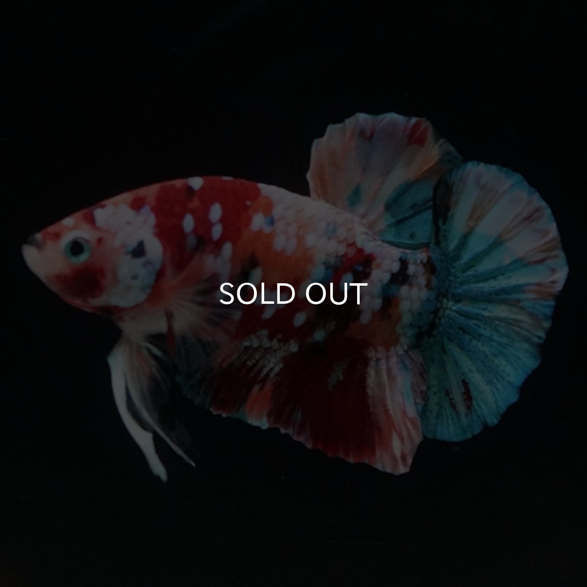 画像11: HMPK キャンディギャラクシー (11)