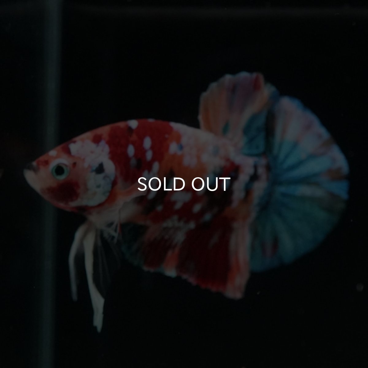 画像10: HMPK キャンディギャラクシー (10)