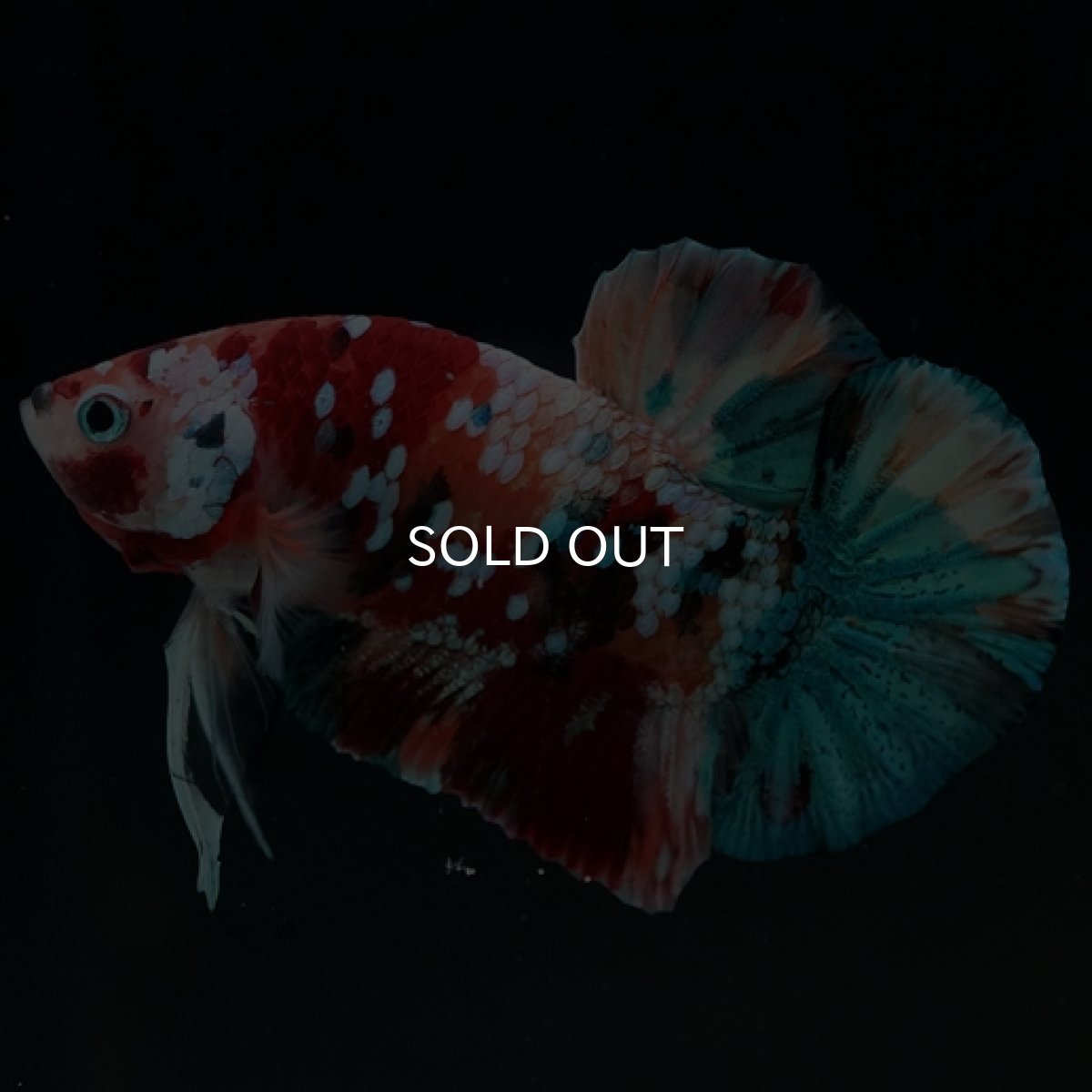 画像2: HMPK キャンディギャラクシー (2)