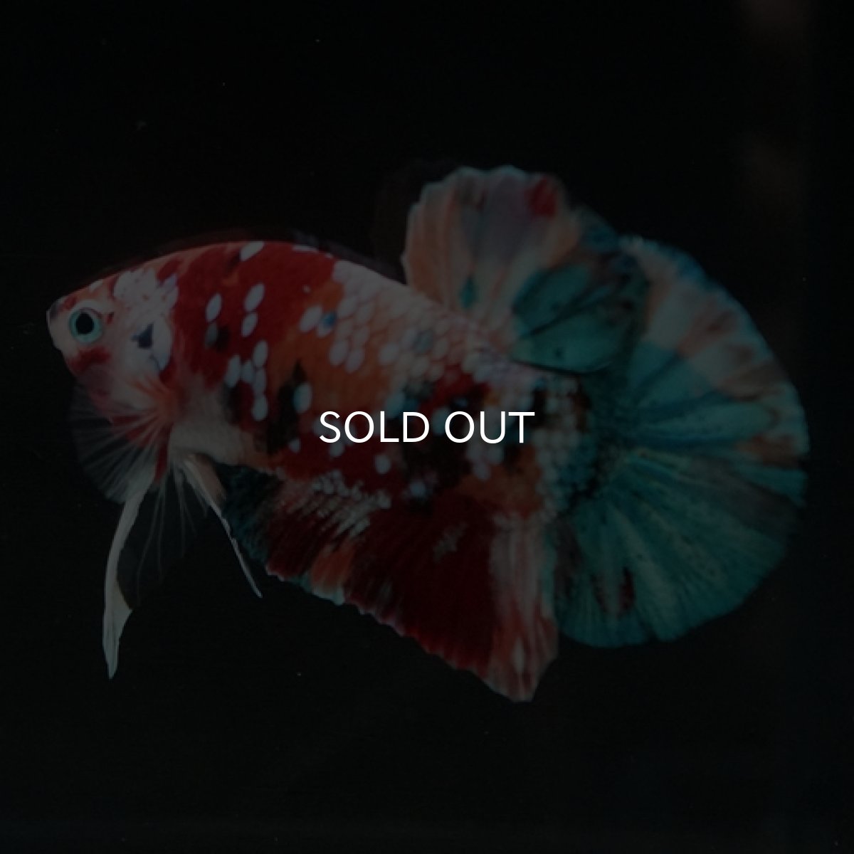 画像9: HMPK キャンディギャラクシー (9)