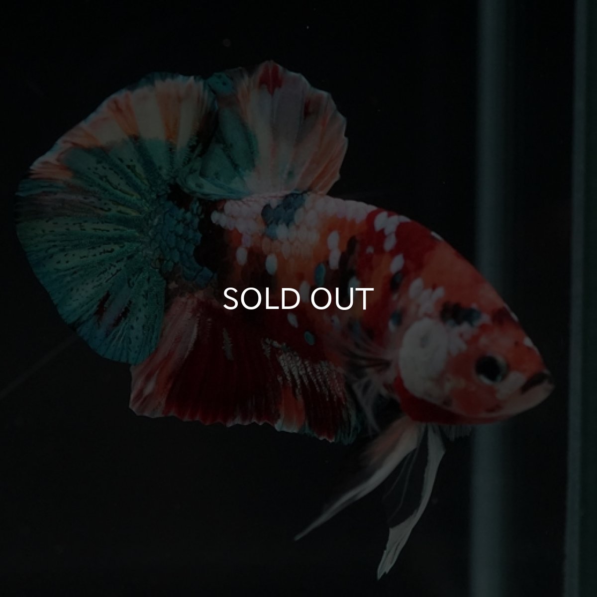 画像8: HMPK キャンディギャラクシー (8)