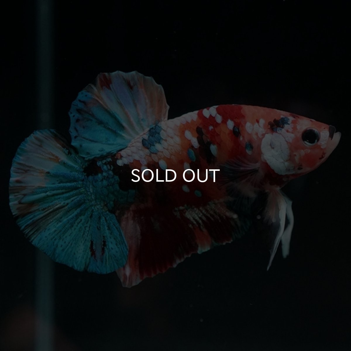 画像7: HMPK キャンディギャラクシー (7)