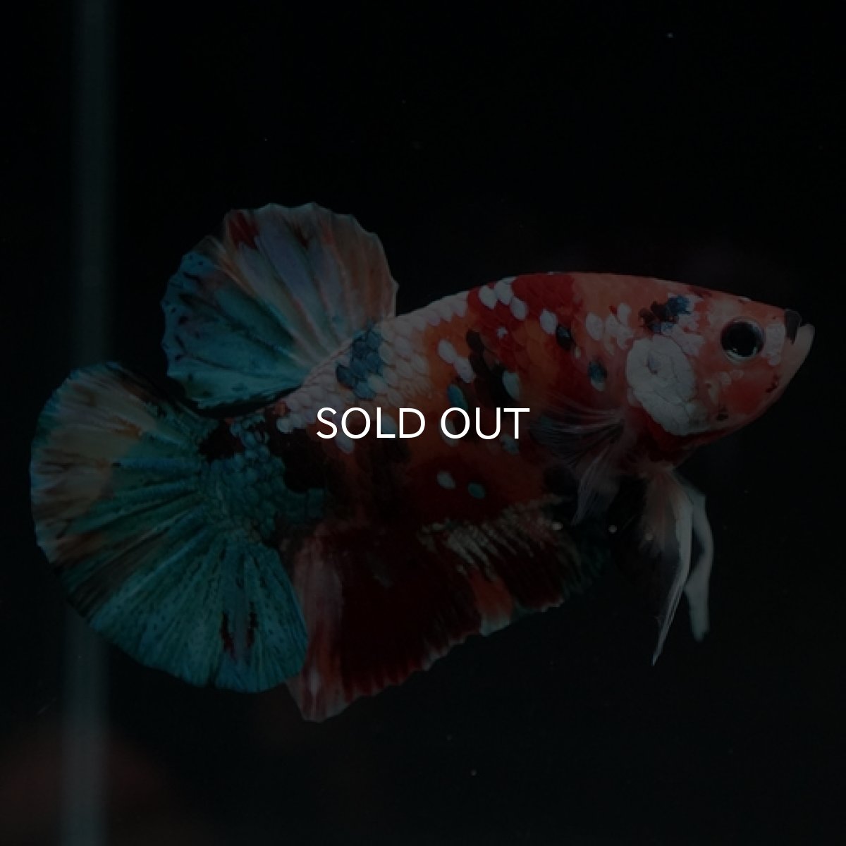 画像6: HMPK キャンディギャラクシー (6)