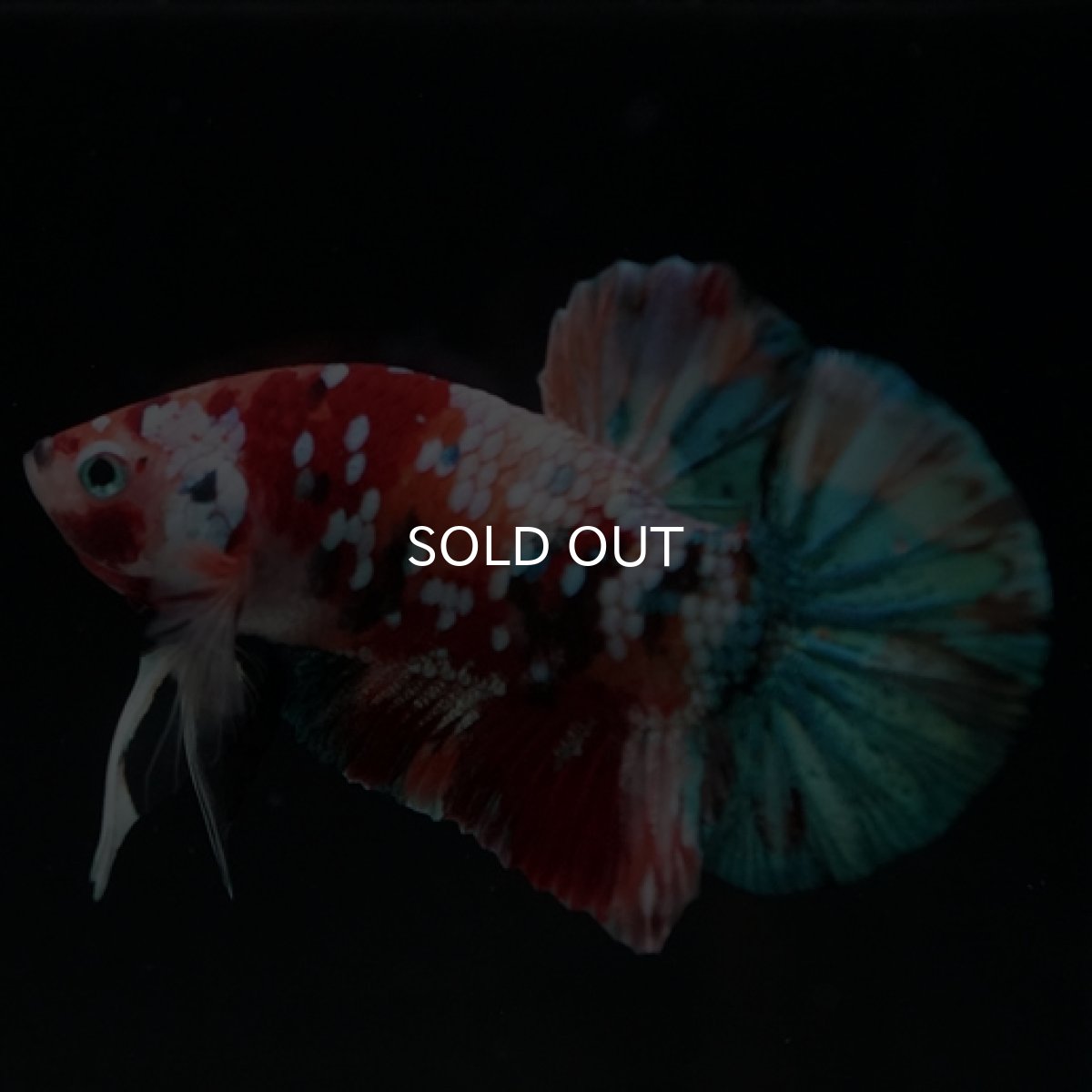 画像5: HMPK キャンディギャラクシー (5)