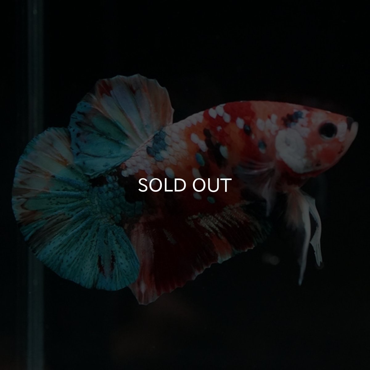 画像4: HMPK キャンディギャラクシー (4)