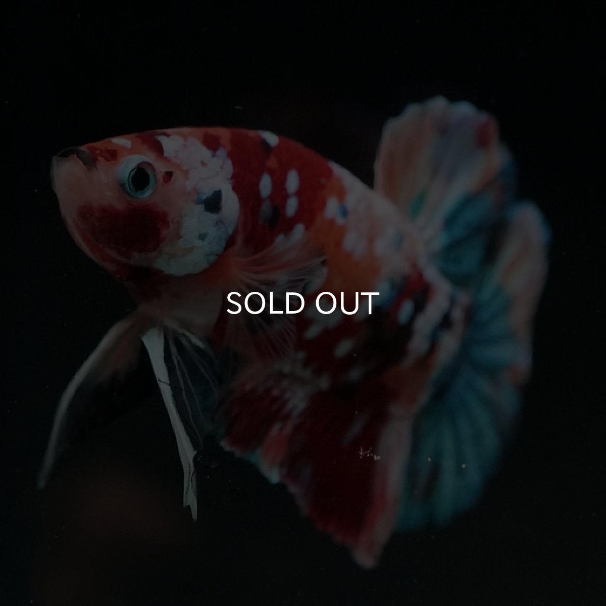 画像3: HMPK キャンディギャラクシー (3)