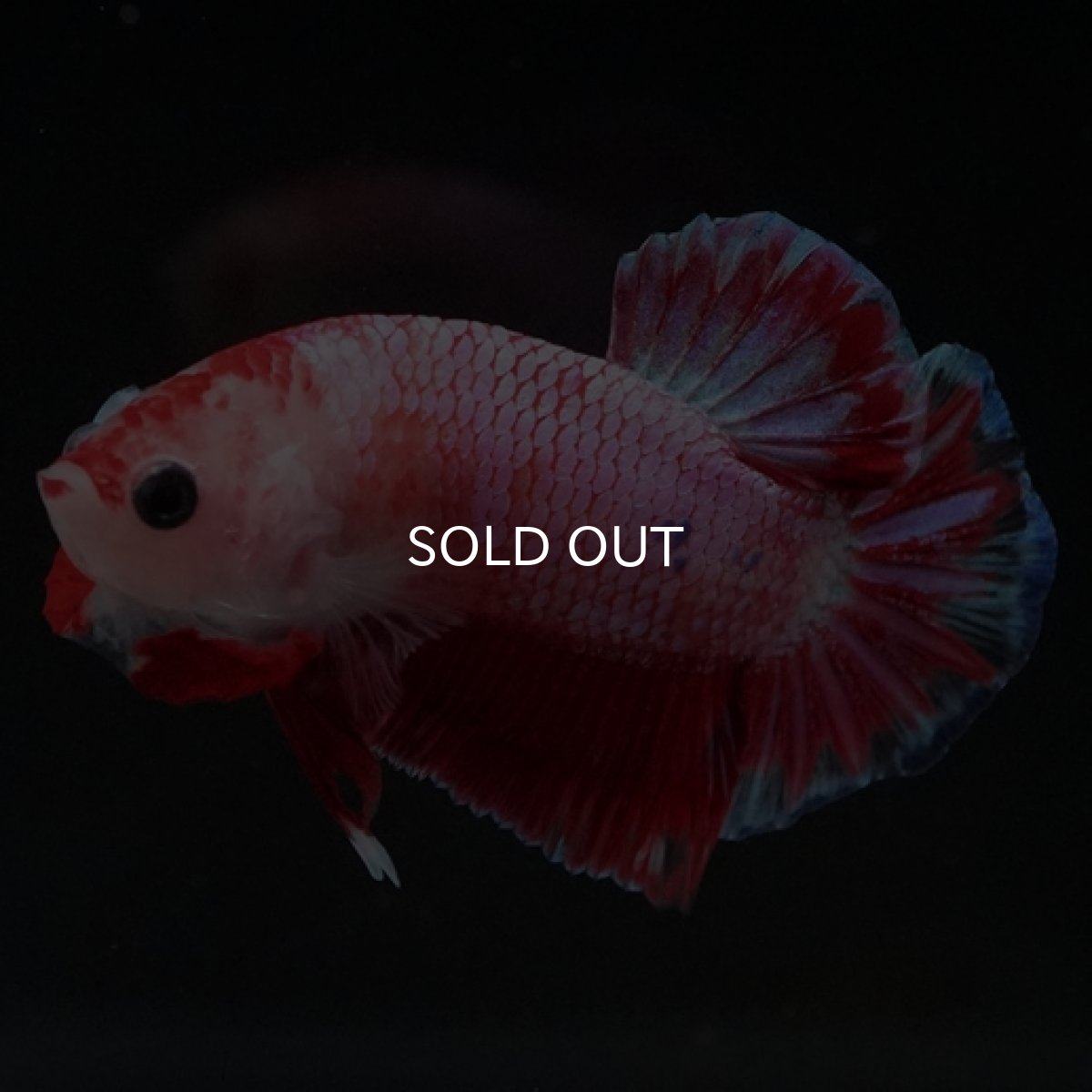 画像7: HMPK　ピンクファンシー (7)