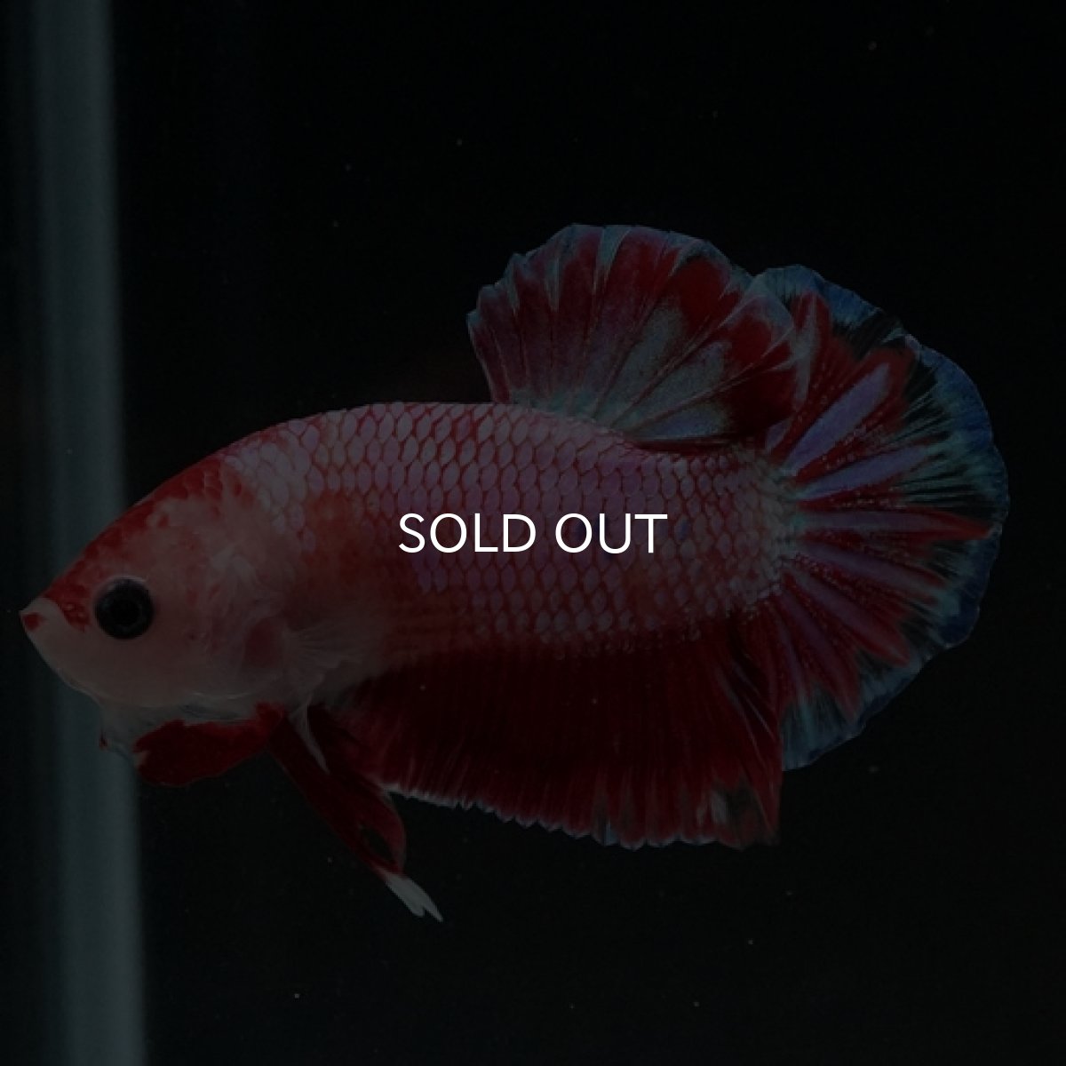 画像6: HMPK　ピンクファンシー (6)