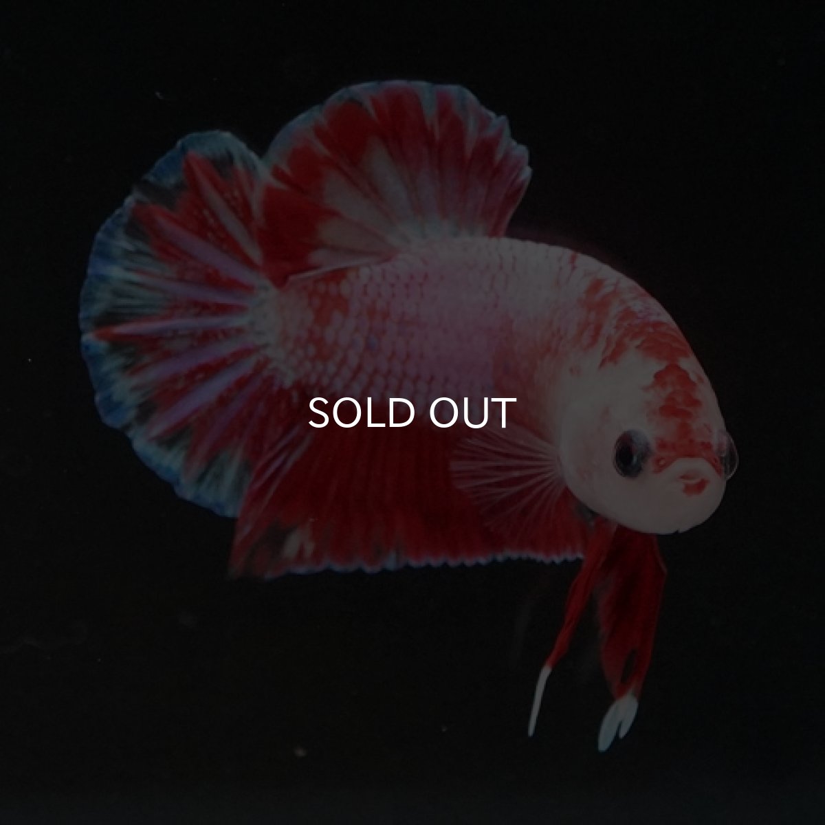 画像5: HMPK　ピンクファンシー (5)