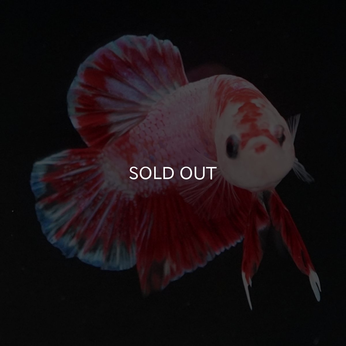 画像4: HMPK　ピンクファンシー (4)