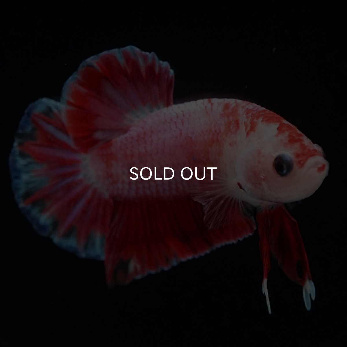 画像3: HMPK　ピンクファンシー (3)