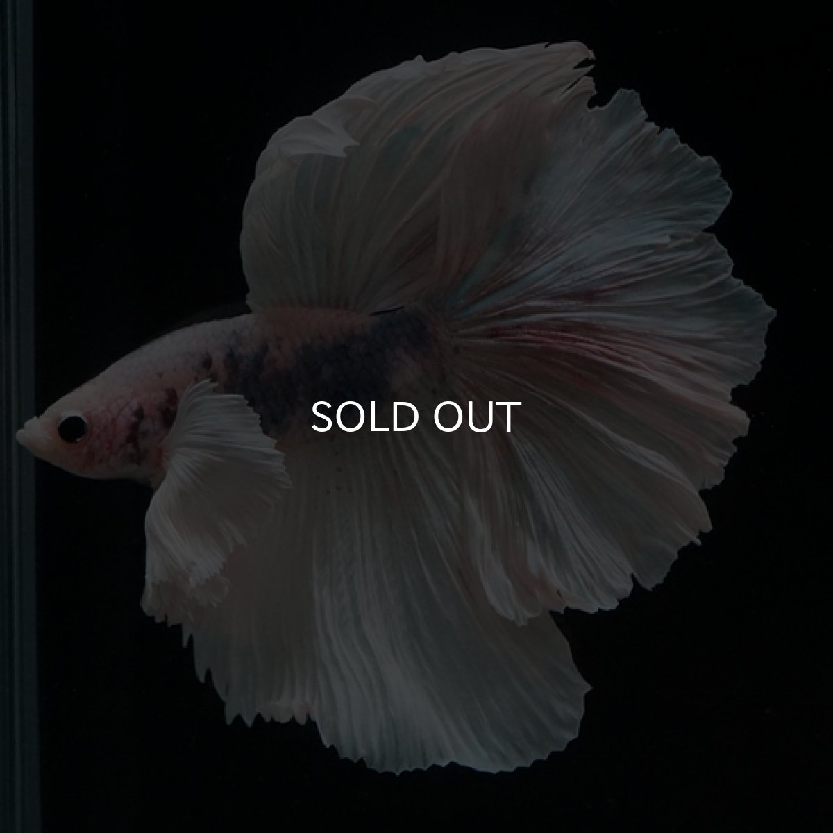 画像7: HM　ホワイトファンシー　ダンボ (7)