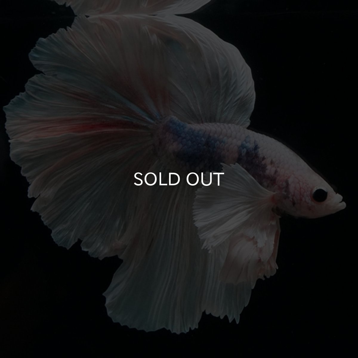 画像6: HM　ホワイトファンシー　ダンボ (6)