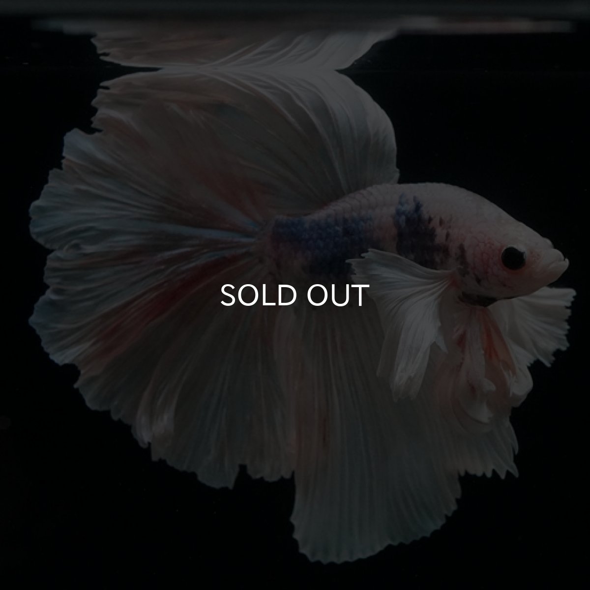 画像3: HM　ホワイトファンシー　ダンボ (3)