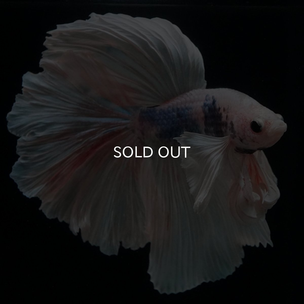 画像5: HM　ホワイトファンシー　ダンボ (5)