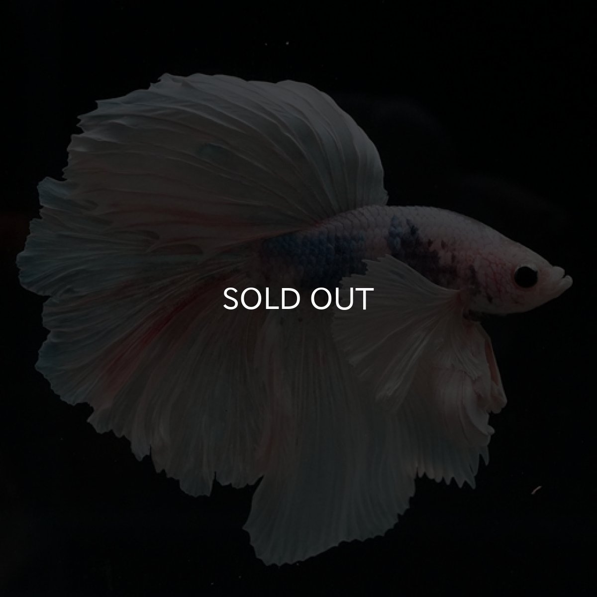 画像2: HM　ホワイトファンシー　ダンボ (2)