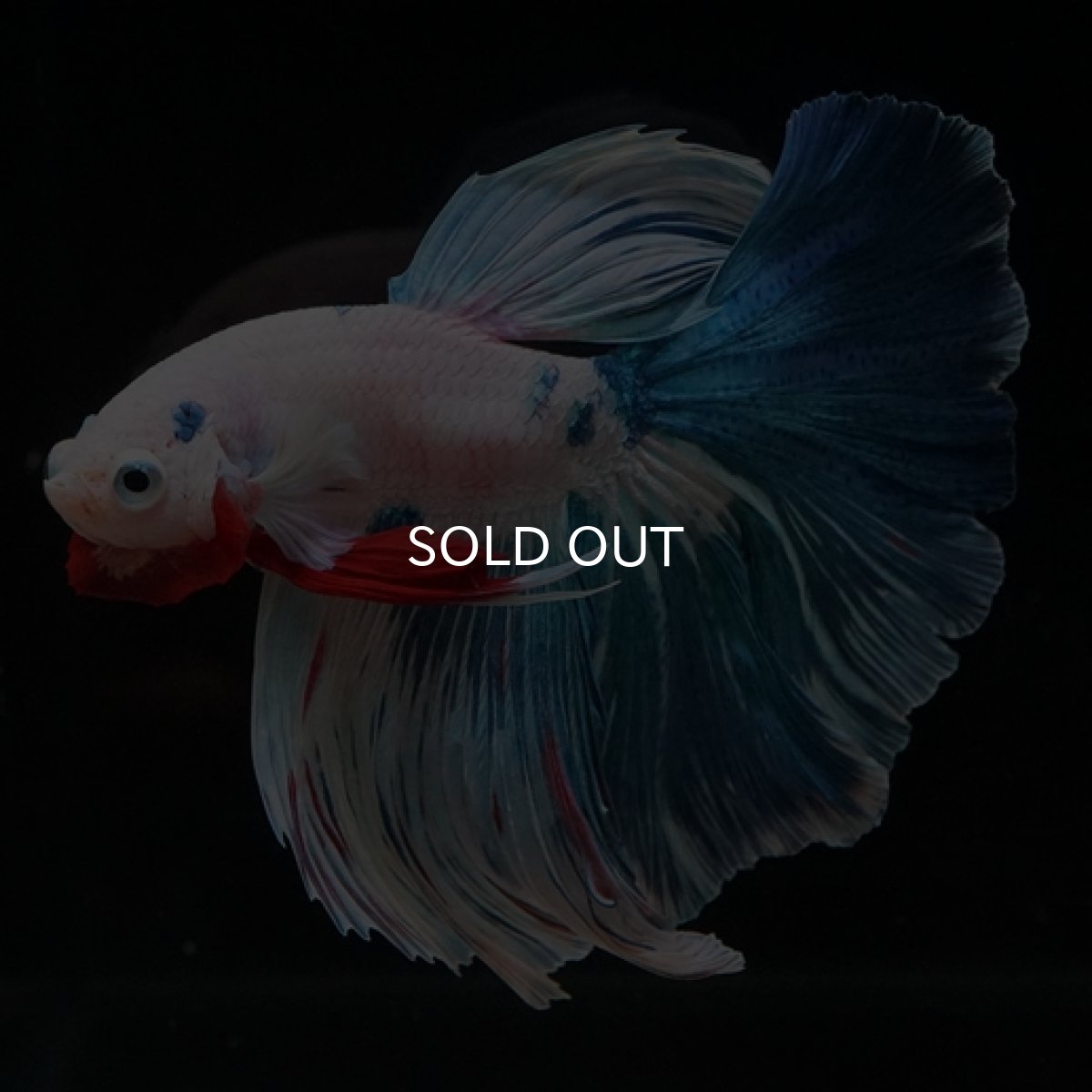 画像8: HM ホワイトファンシー (8)