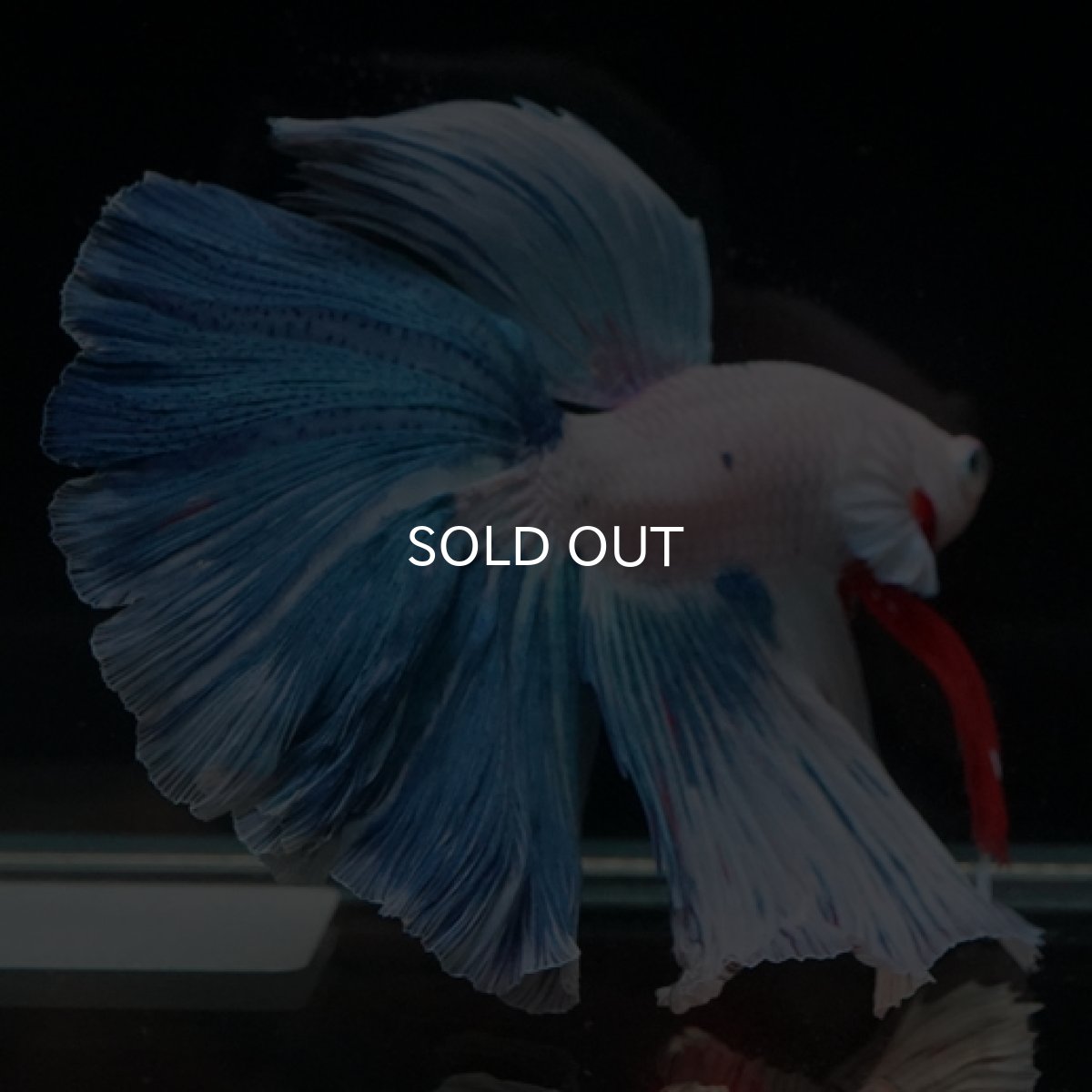 画像7: HM ホワイトファンシー (7)