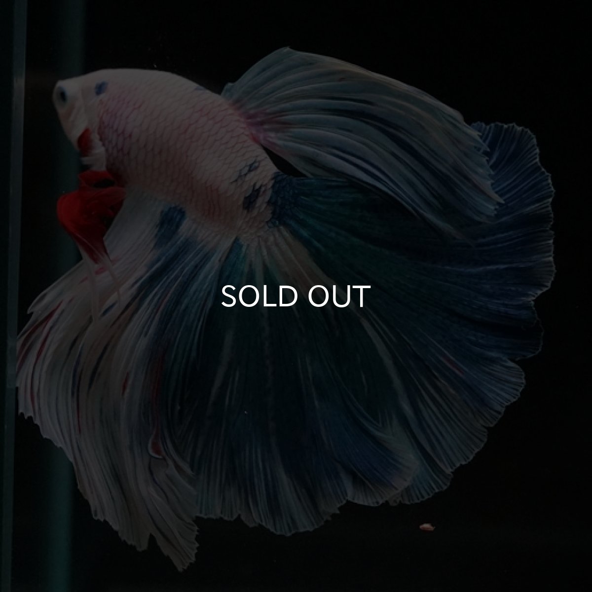 画像6: HM ホワイトファンシー (6)