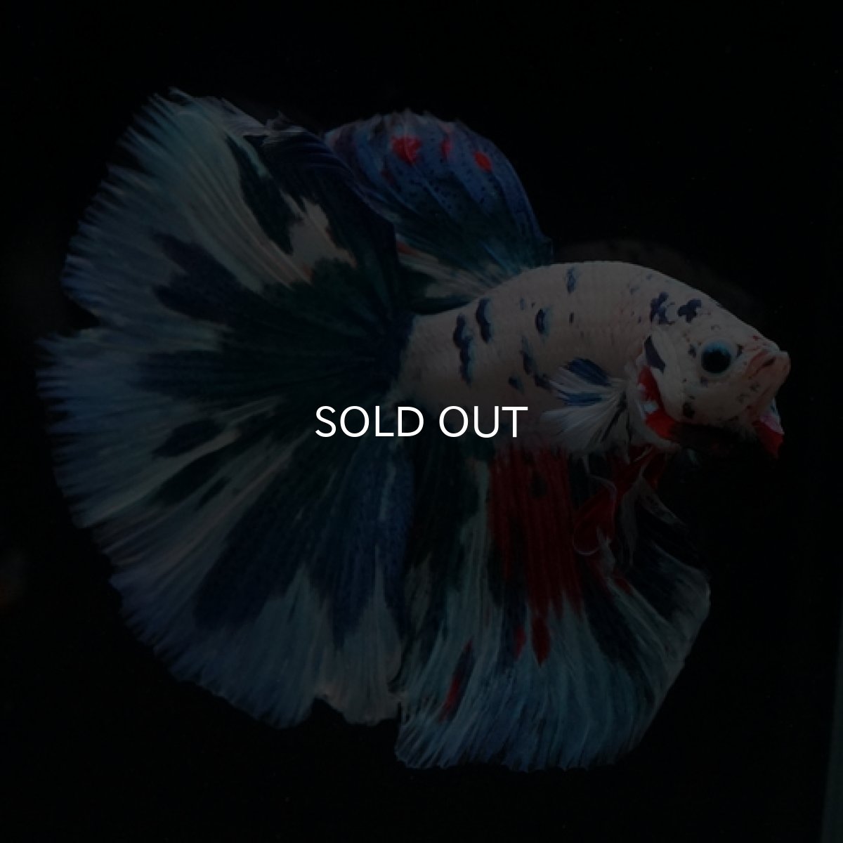 画像7: HM ホワイトファンシー (7)