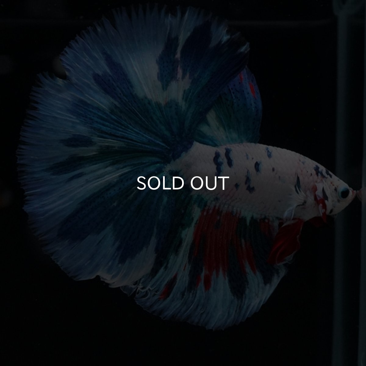 画像3: HM ホワイトファンシー (3)