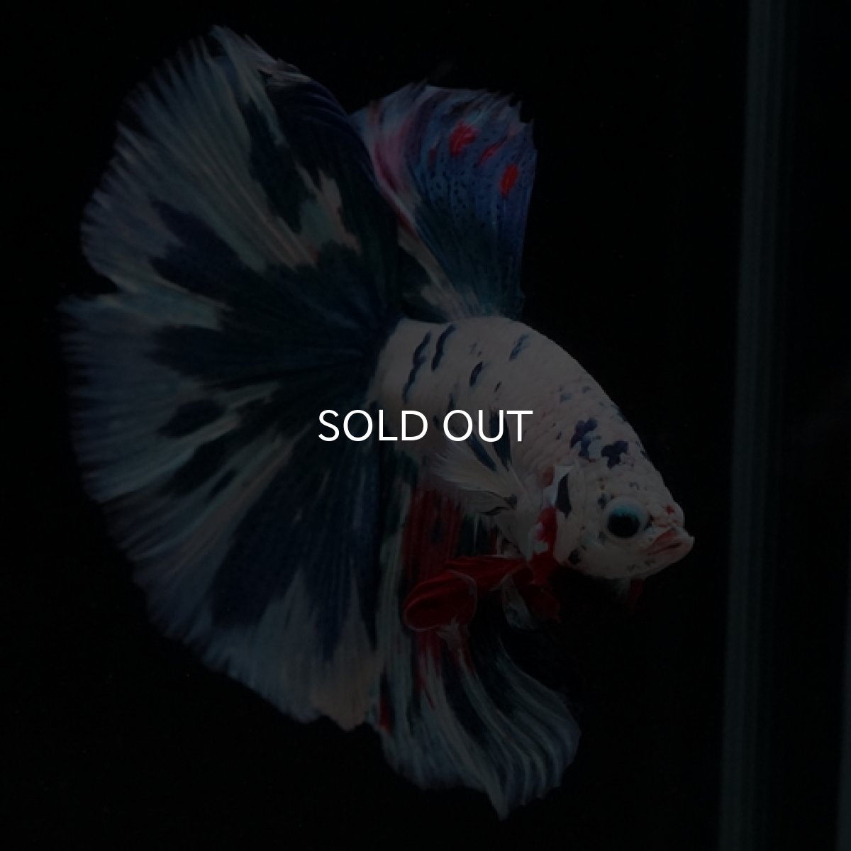 画像6: HM ホワイトファンシー (6)