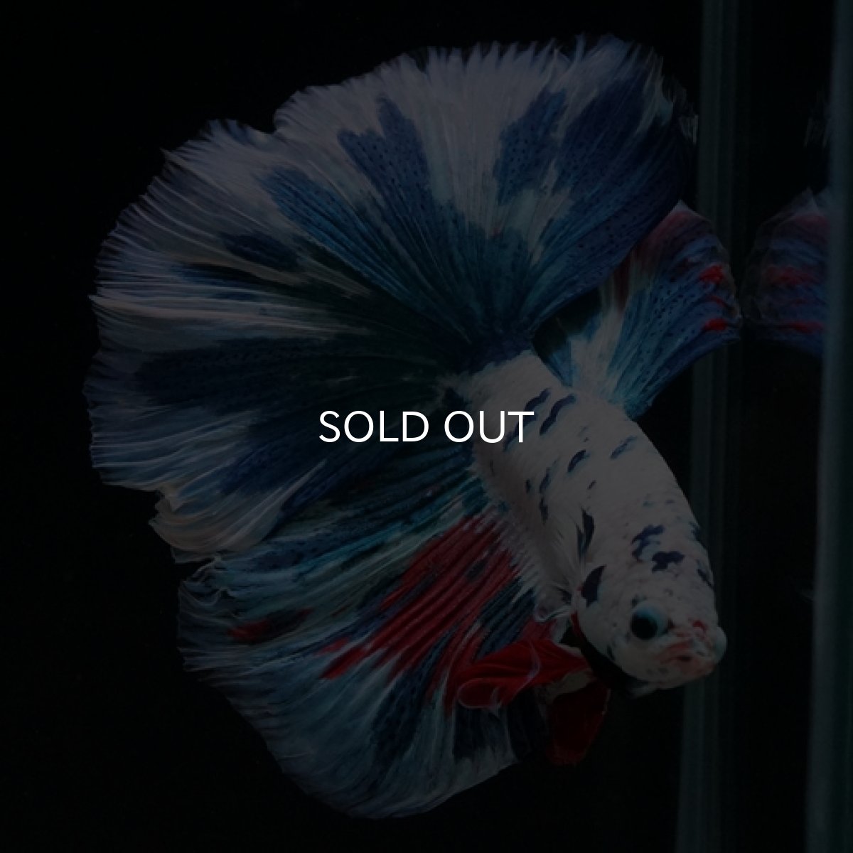 画像5: HM ホワイトファンシー (5)