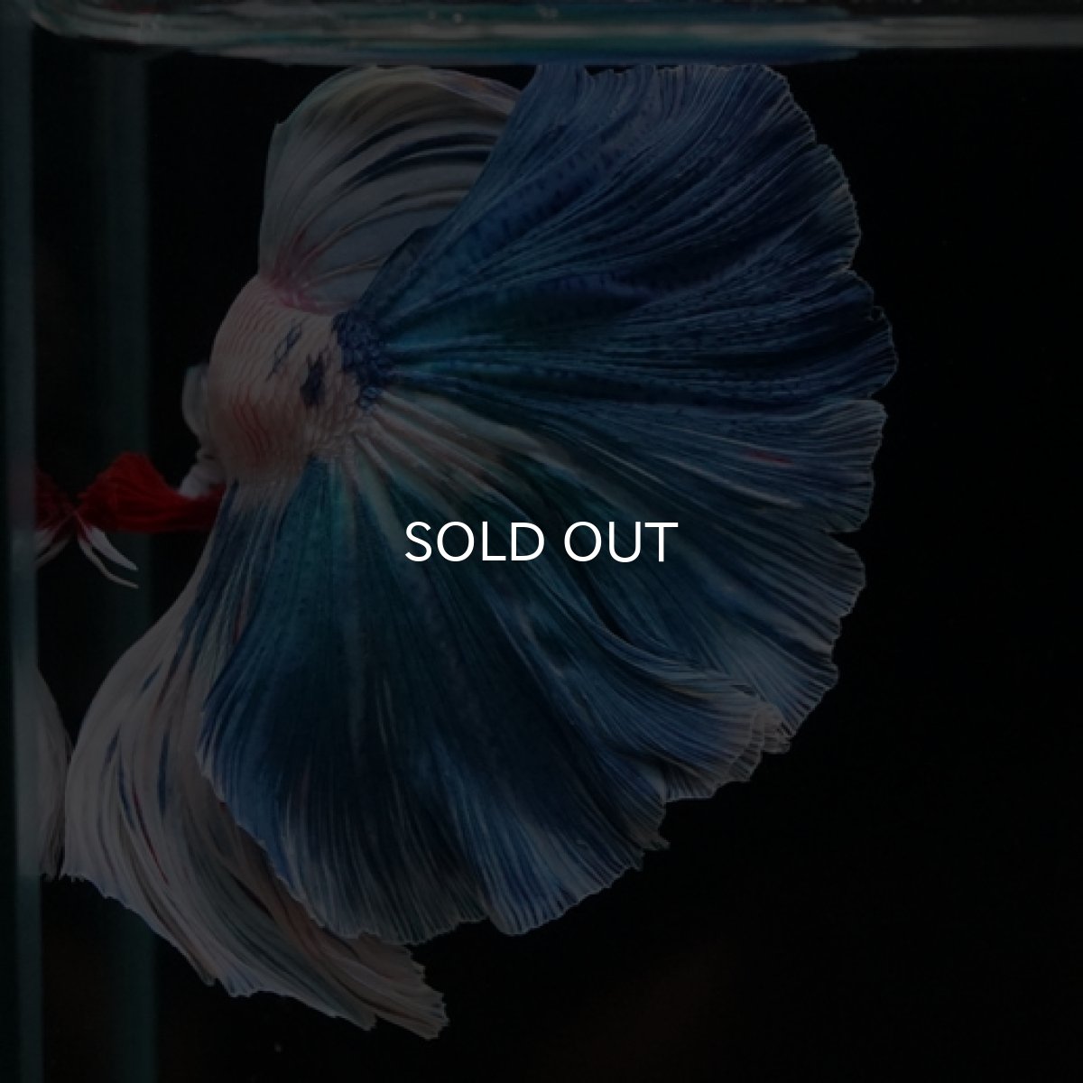 画像5: HM ホワイトファンシー (5)