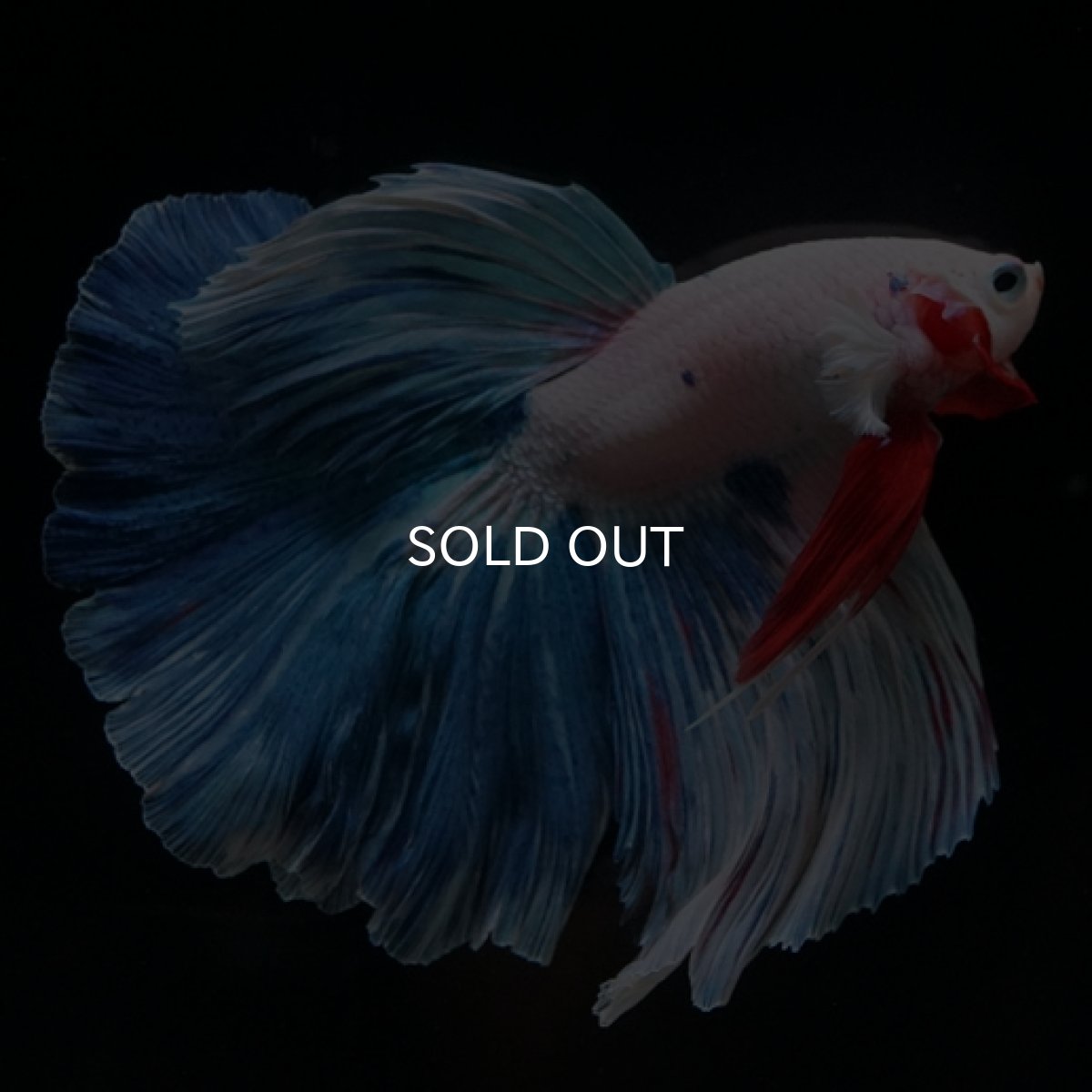 画像4: HM ホワイトファンシー (4)