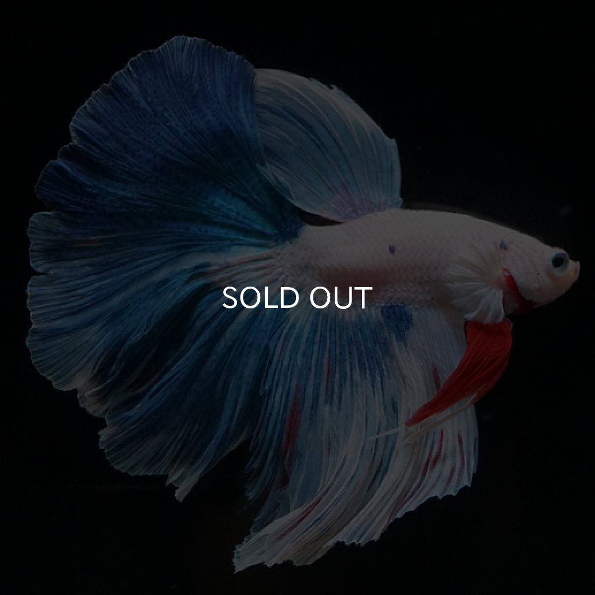 画像3: HM ホワイトファンシー (3)