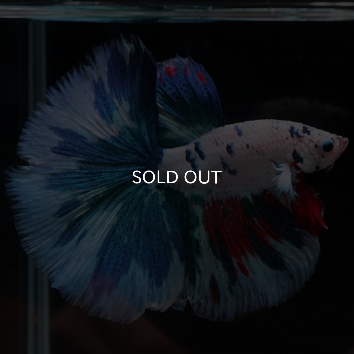 画像4: HM ホワイトファンシー (4)