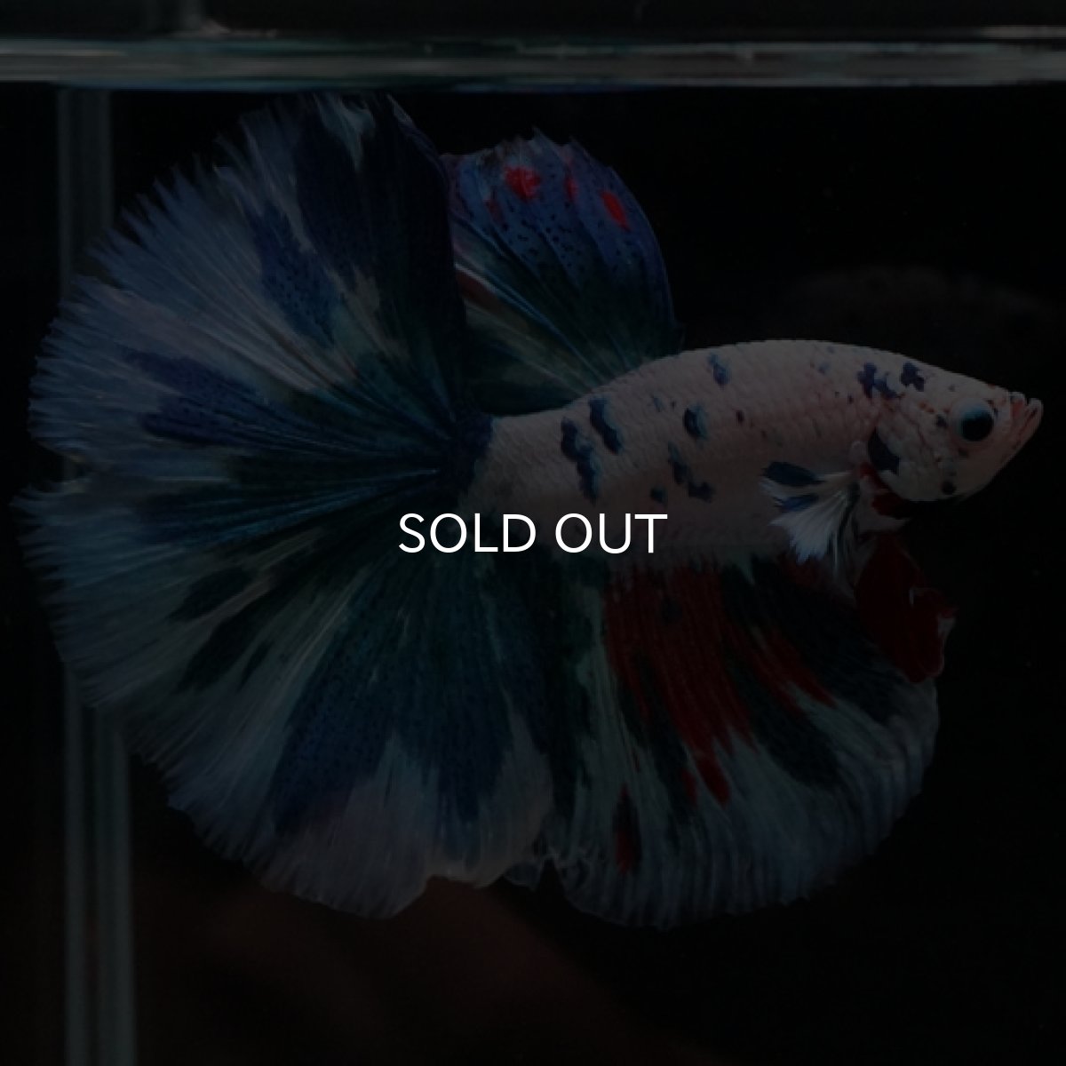 画像2: HM ホワイトファンシー (2)