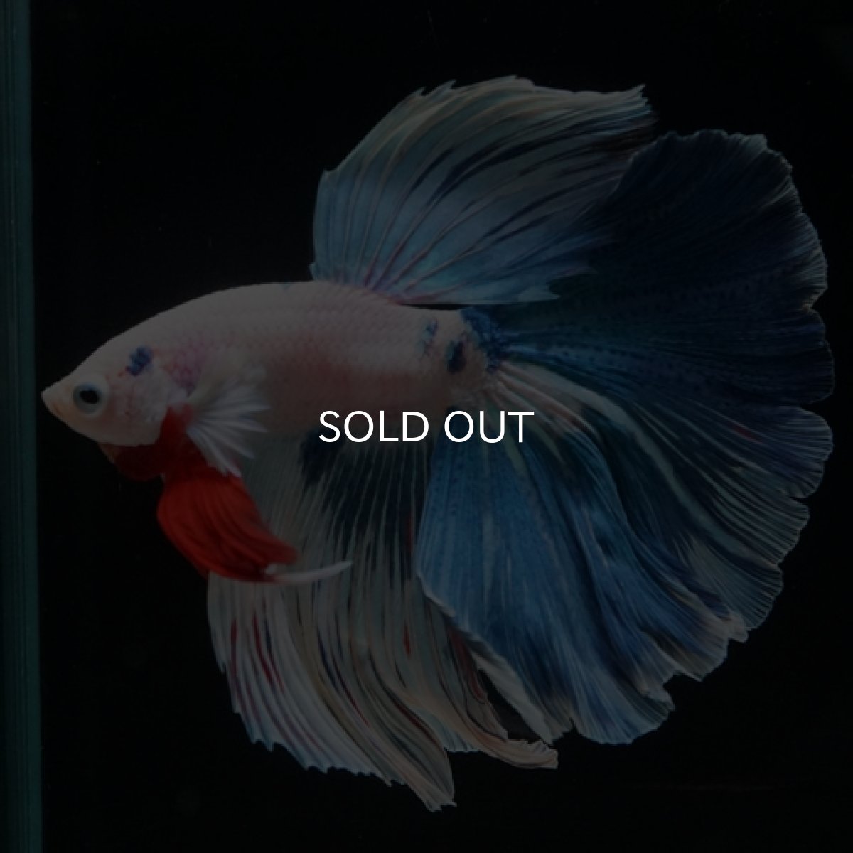 画像2: HM ホワイトファンシー (2)