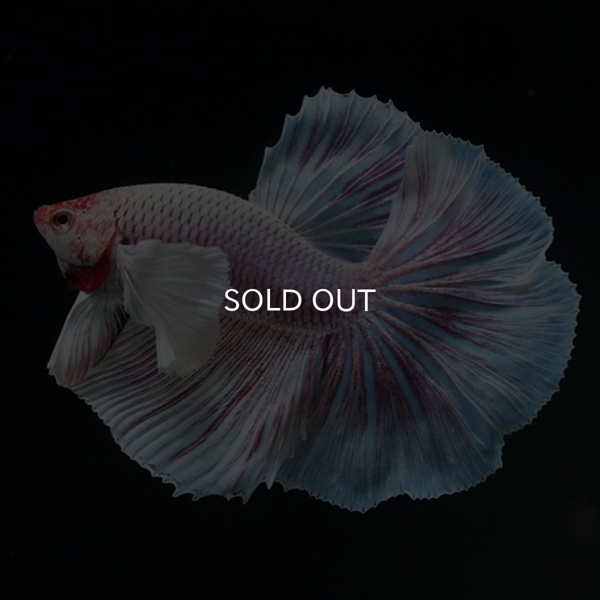 画像8: HM　ファンシー　ダンボ (8)