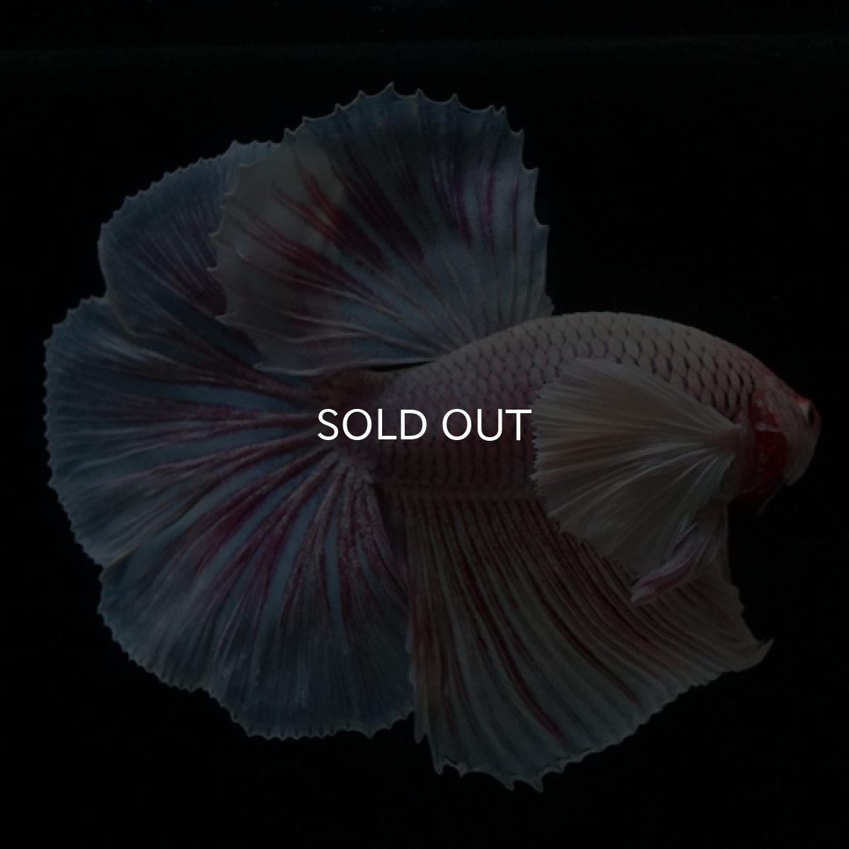 画像6: HM　ファンシー　ダンボ (6)